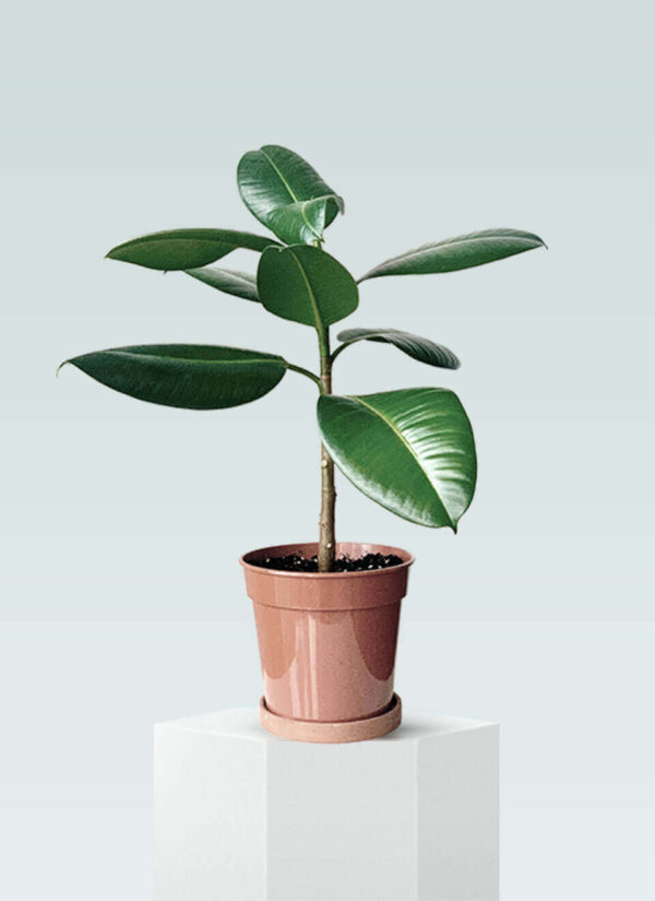Rubber Plant