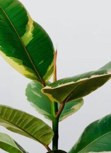 Tineke Rubber Plant - Image 2