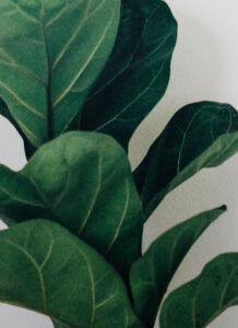 Fiddle Leaf Fig Plant - Image 3