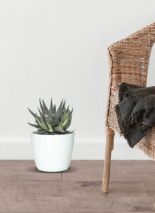 Haworthia Limifolia - Image 2