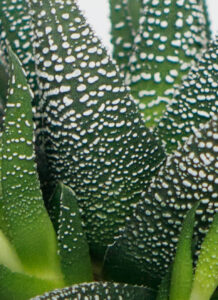 Haworthia Limifolia - Image 3