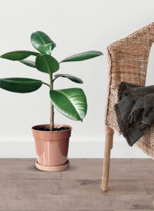 Rubber Plant - Image 3