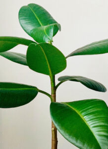 Rubber Plant - Image 2